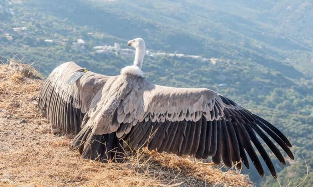 Κρήτη: Επέστρεψαν στο φυσικό τους περιβάλλον